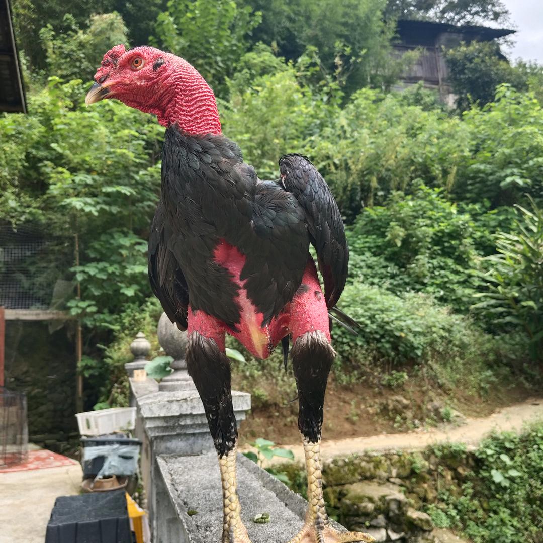 🐔苗笙缘兄弟斗鸡战队小鱼🐔