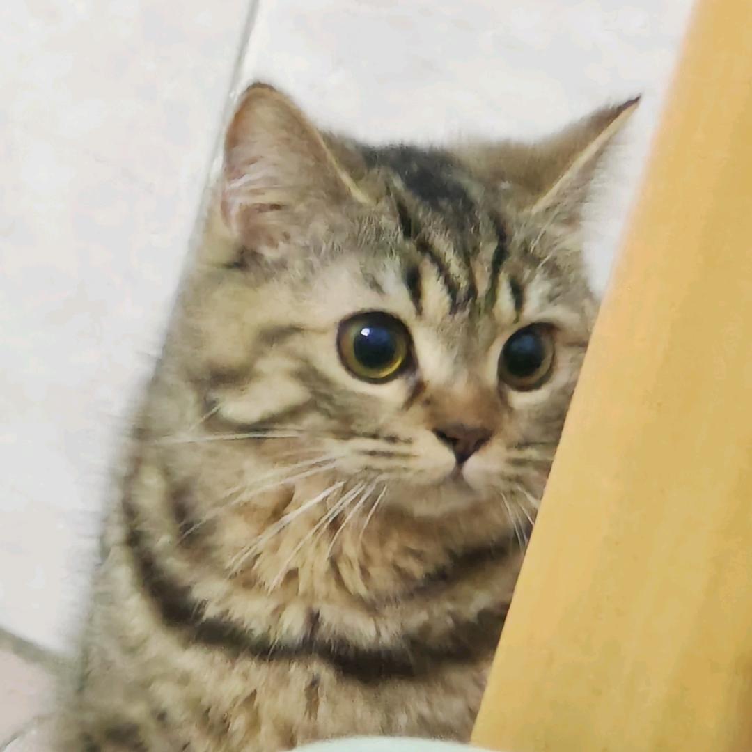 神秘靓仔