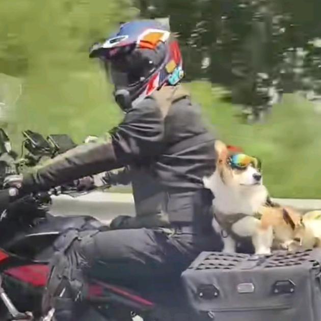 骑摩托的柯基🇨🇳