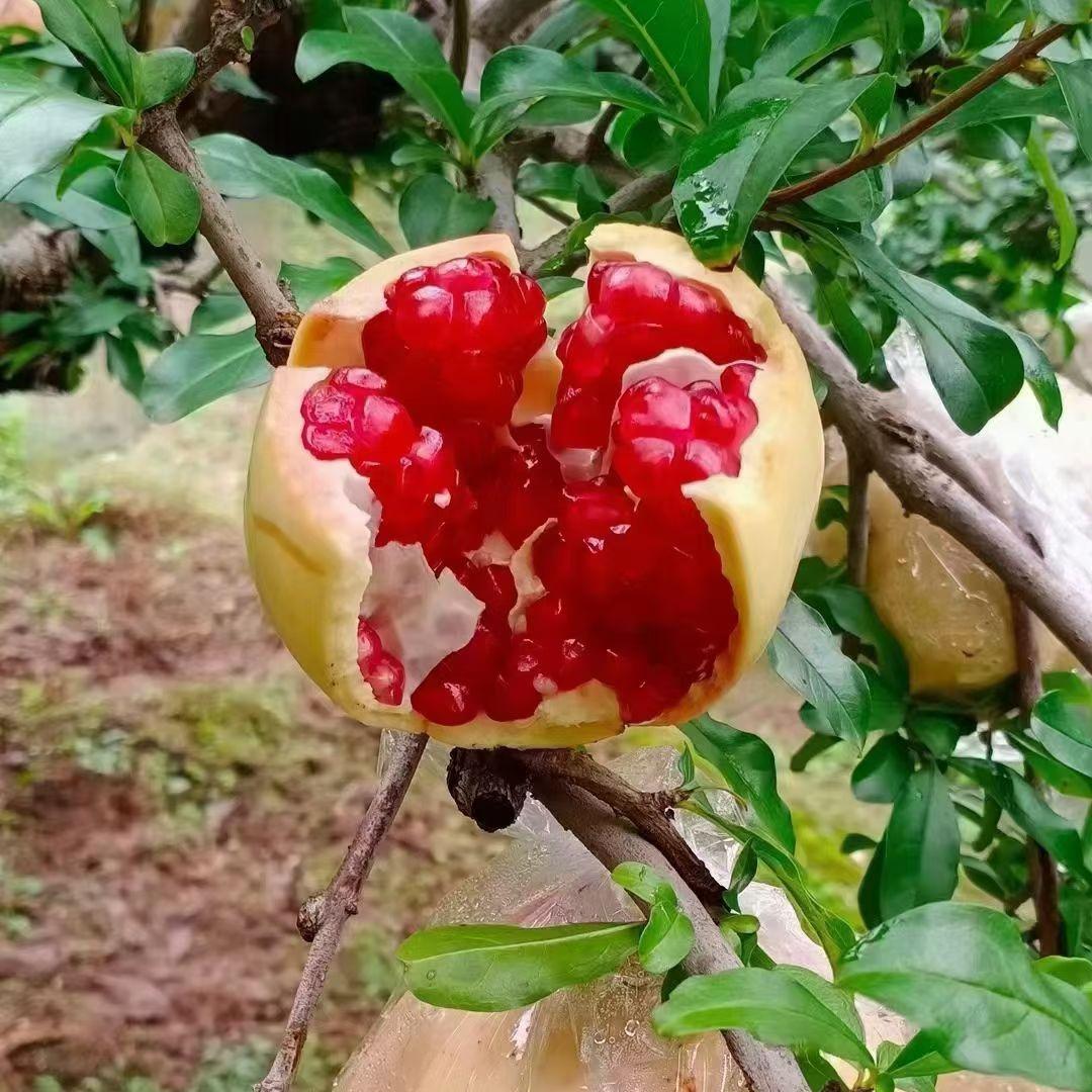 卖石榴的可乐麻麻