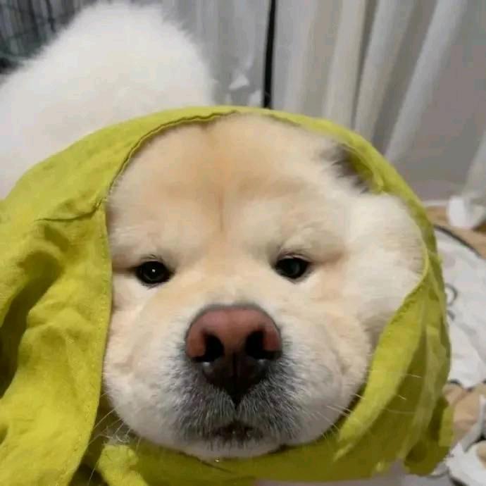 夏天小狗