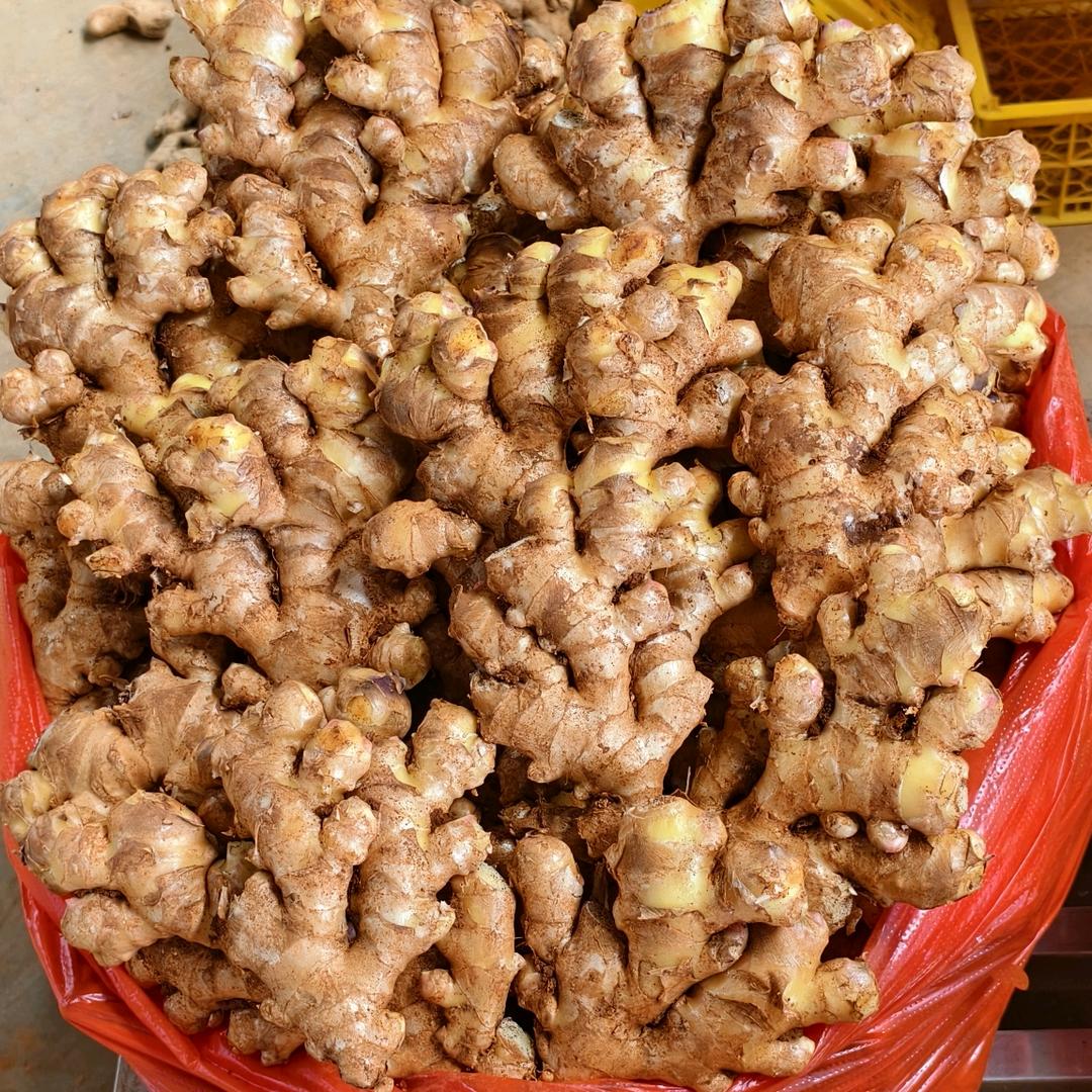 万禾批发姜蒜D29号小兰