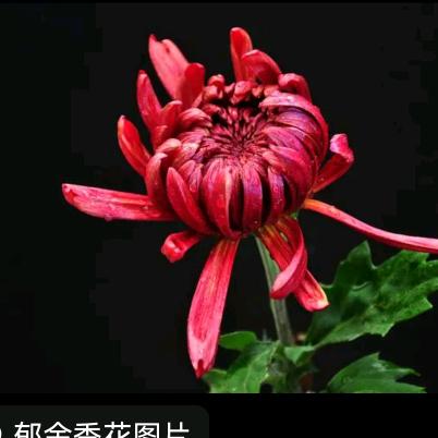 史宜菊..1956，年