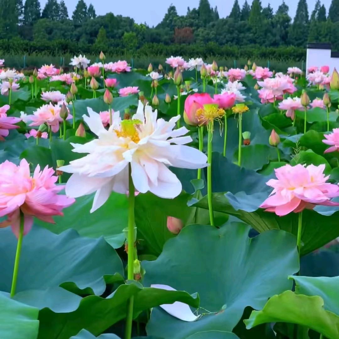 春梅