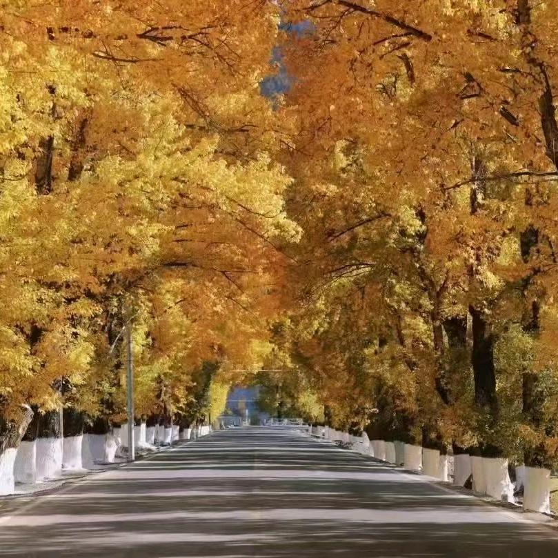 秃驴!ྀ休得跟贫道抢师太ྱ