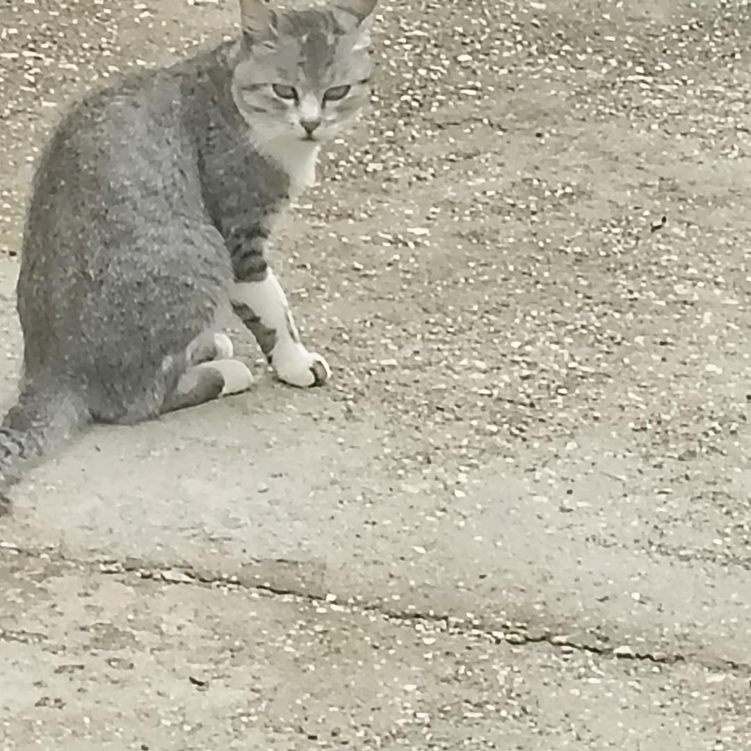 睡不着的夜猫