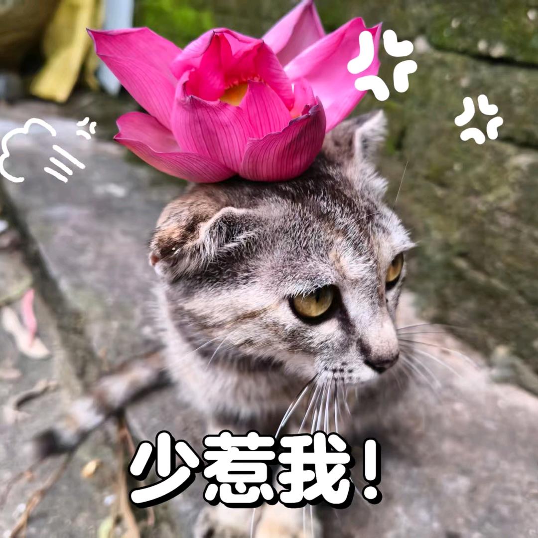 后来<(´ ՞)ਊ( ՞ )>