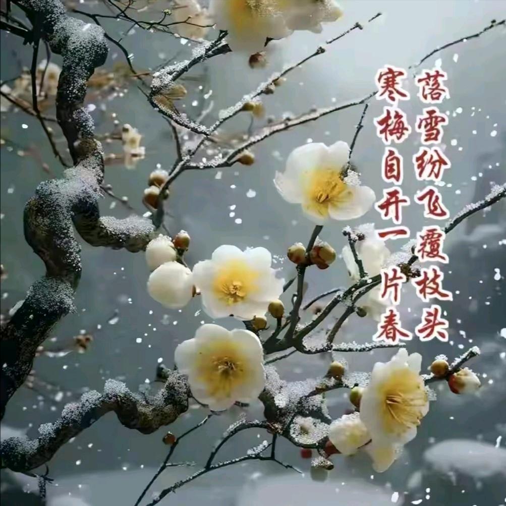 冬月梅