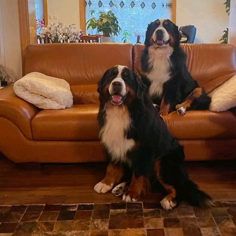 腾冲军威犬舍