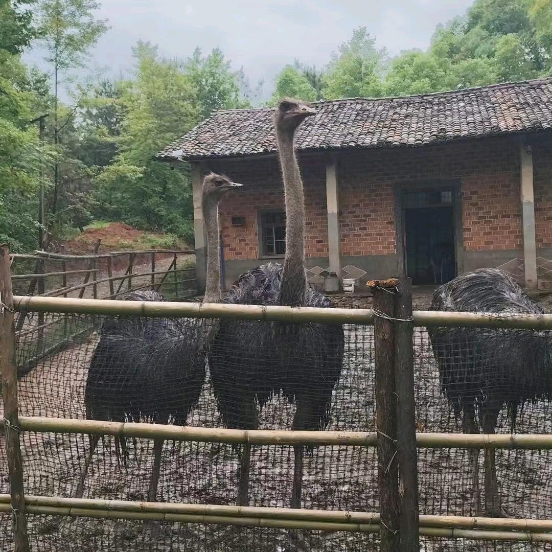 哈哈生态养殖
