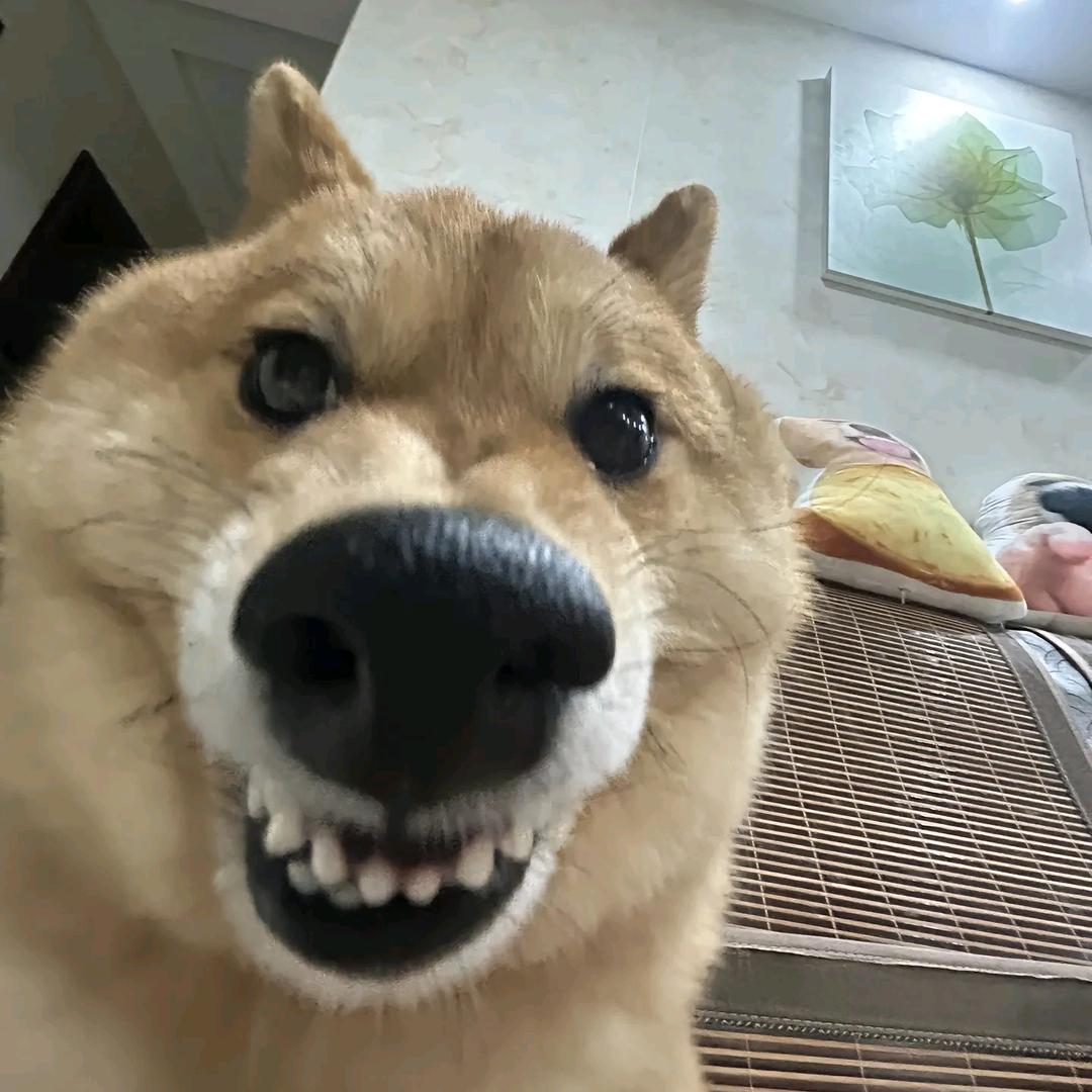 鴿子神.