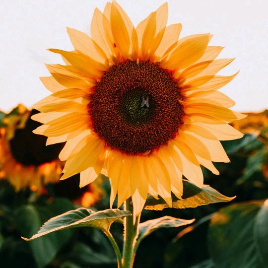 山东职教高考升学规划指导（春考锦鲤版）