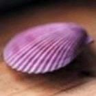 紫贝壳