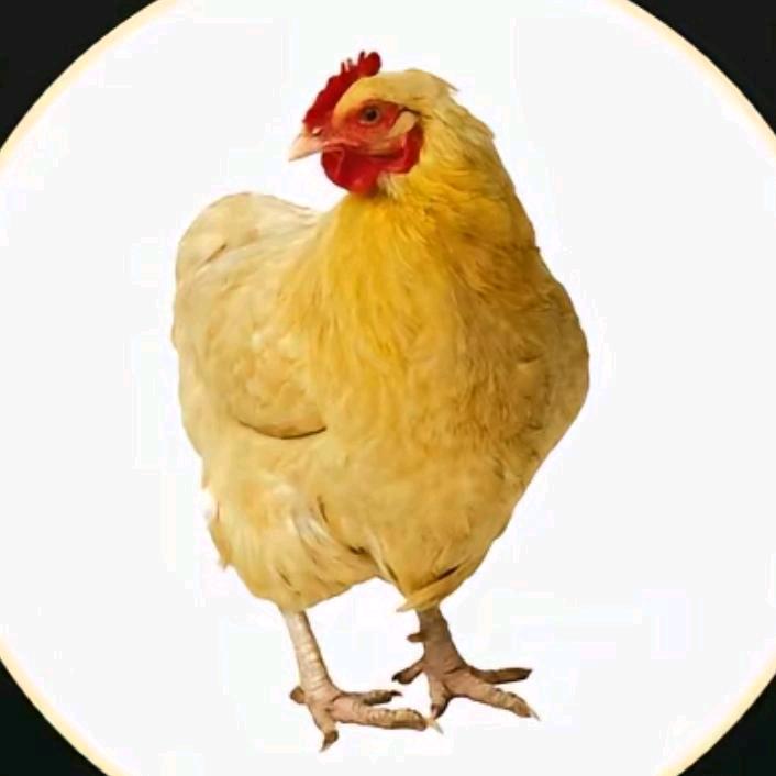 小笨鸡