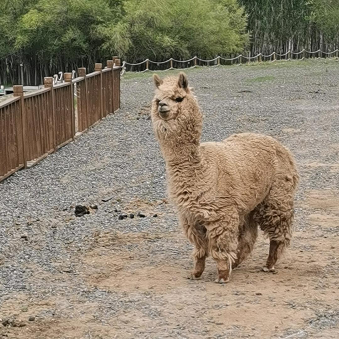 阿羊哥