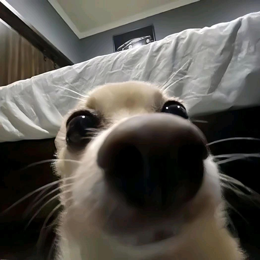 蟑螂胳肢窝里的腋毛。