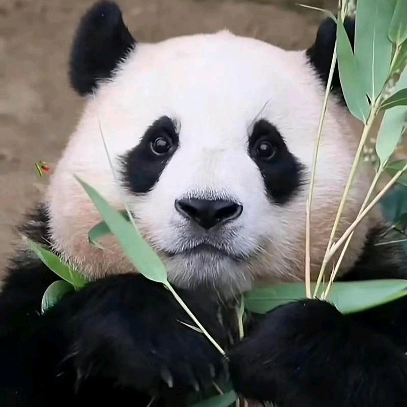 云上太阳🎤