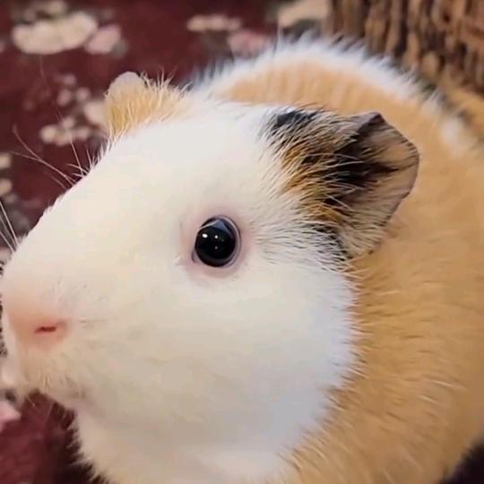 豚鼠，荷兰🐷养殖