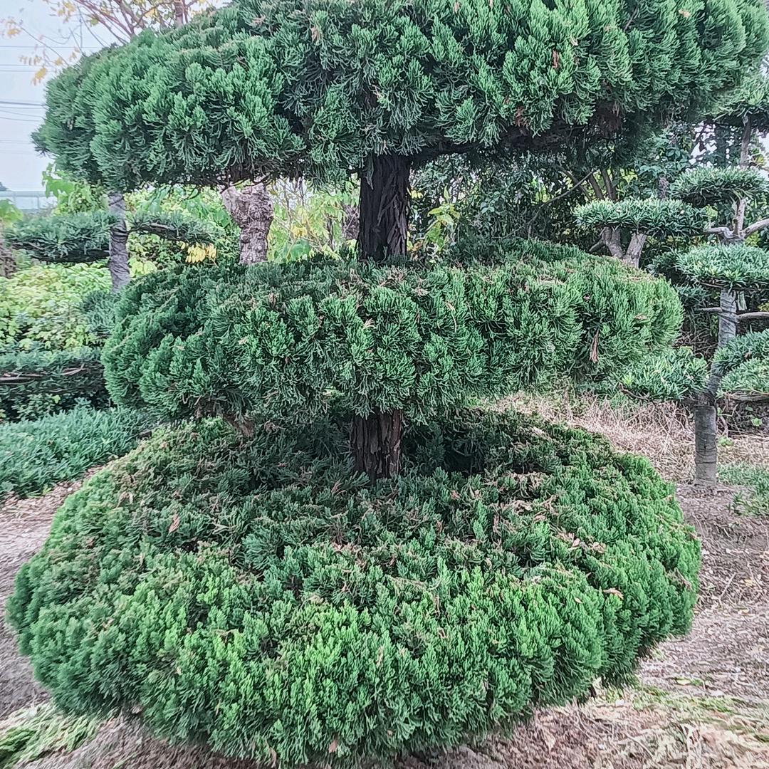 哎呦不错八九八