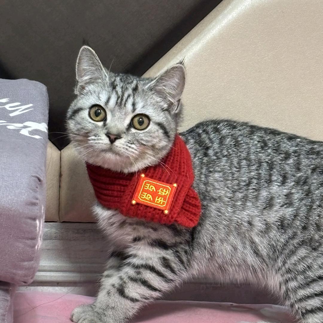 菜几