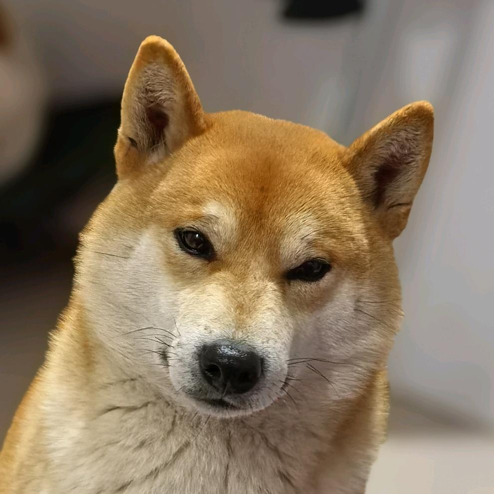 旺柴是一窝