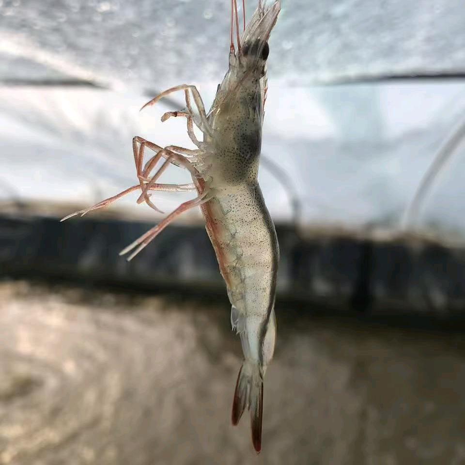 包子海鲜减损耗