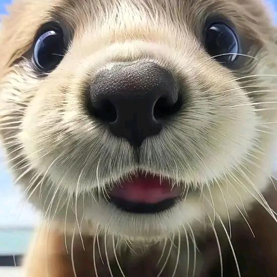 A会飞的鱼