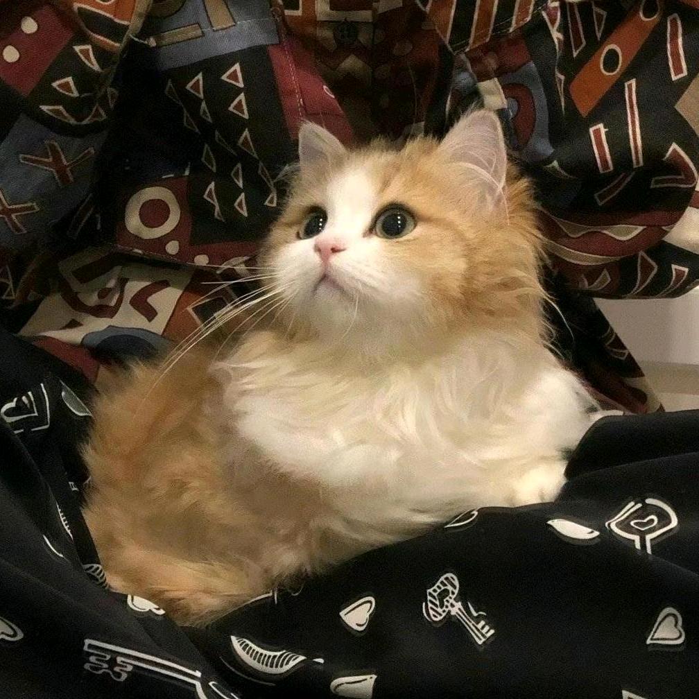 辉煌服饰