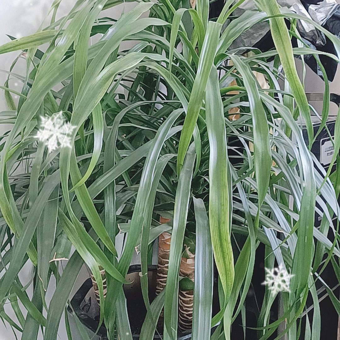 凤城马香电子商行