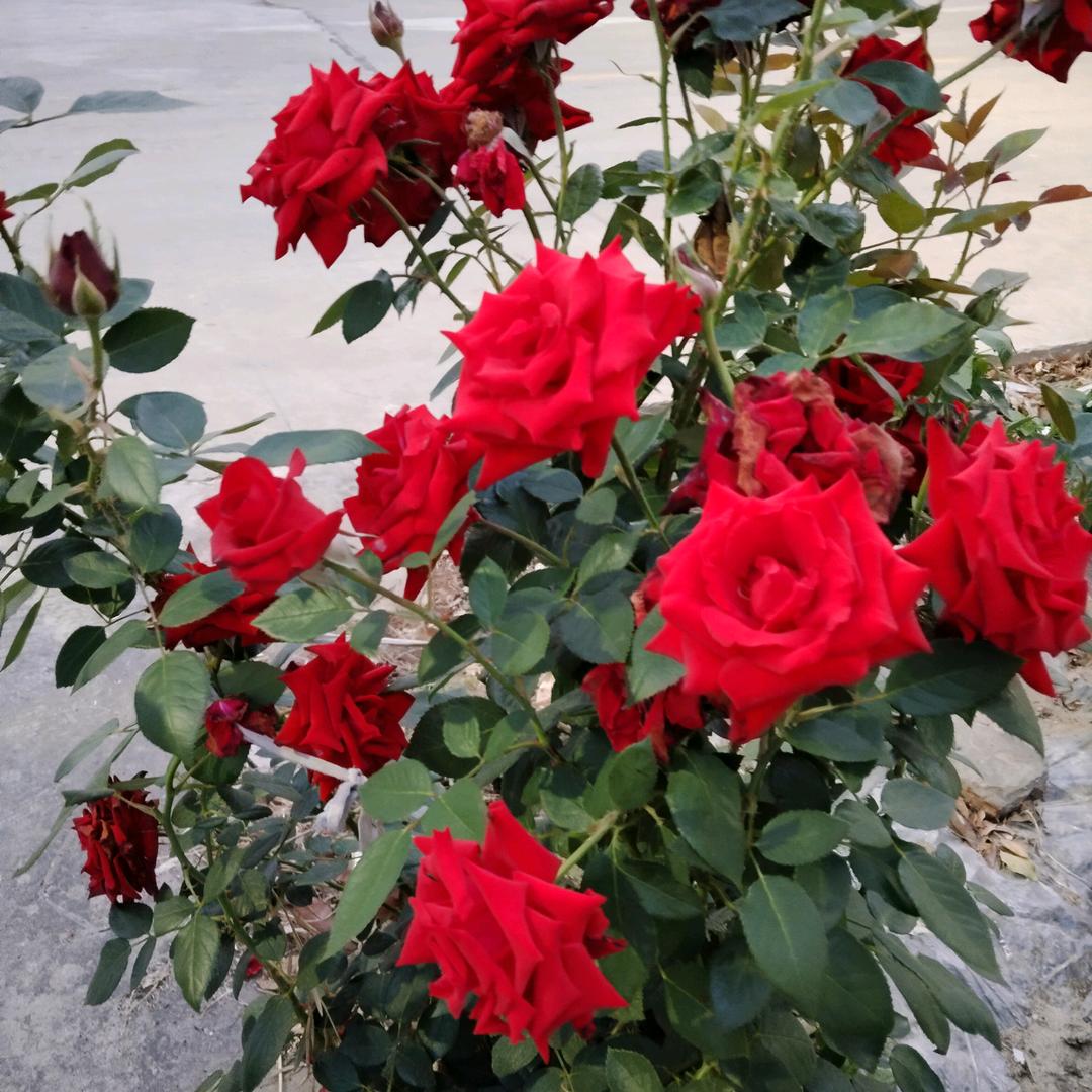 芳芳