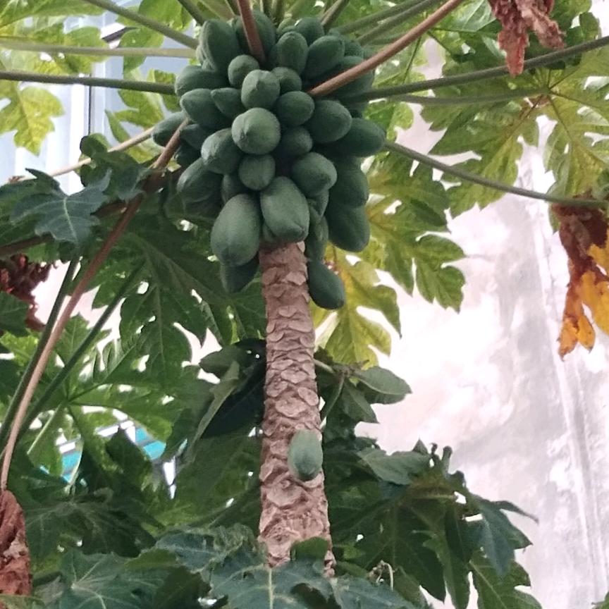 紫气东来