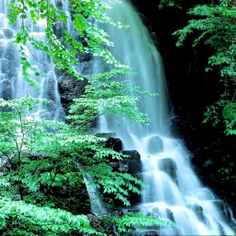 愿做菩萨那朵莲