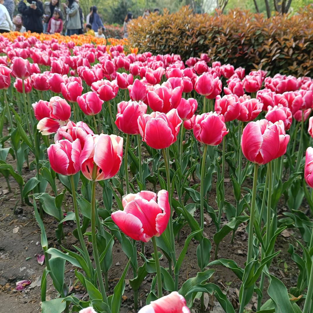 海棠花
