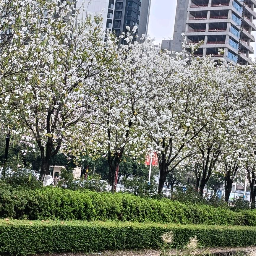 小雪