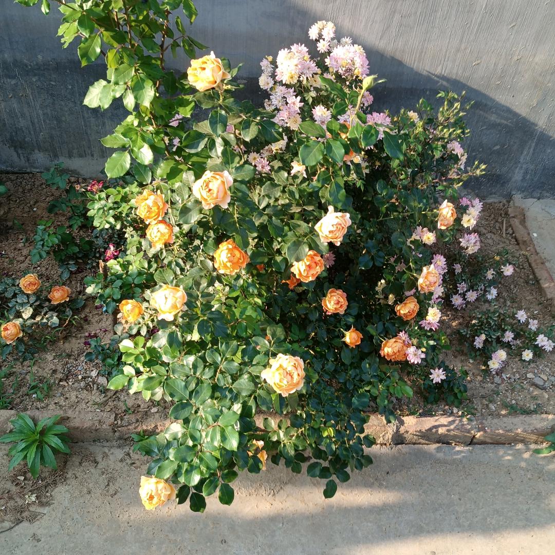 知足常樂૮ ・ﻌ・ა