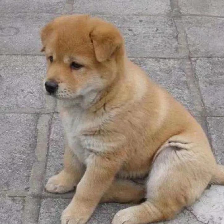 狗吃啥我吃啥