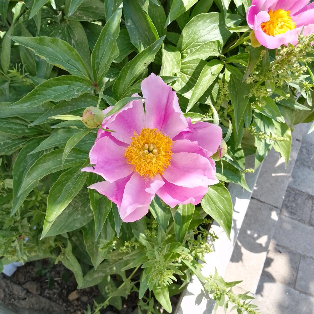 随    情