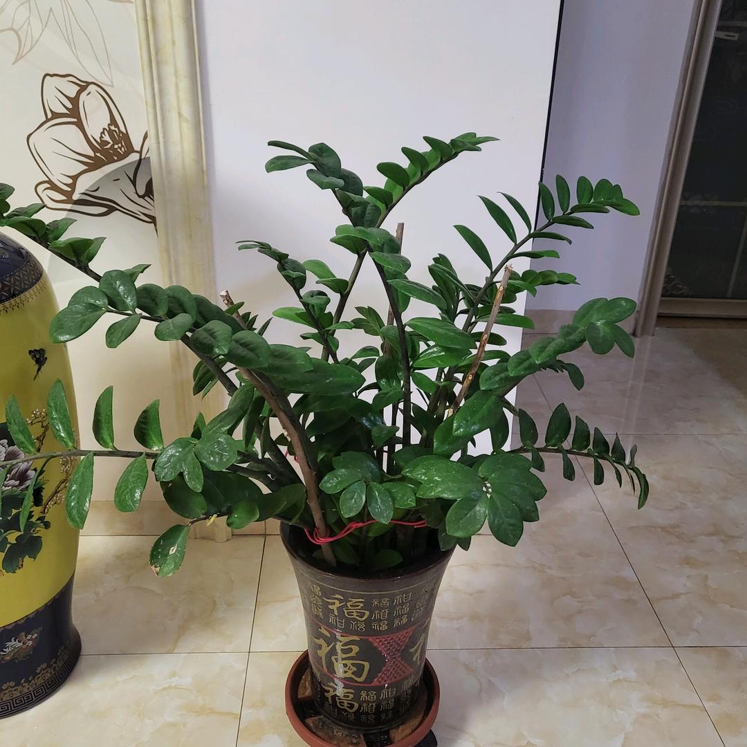 绿萝