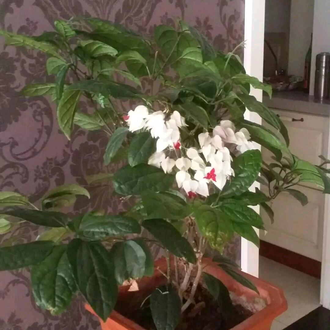天慧