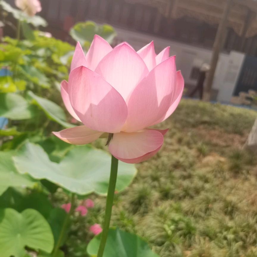 不计得失