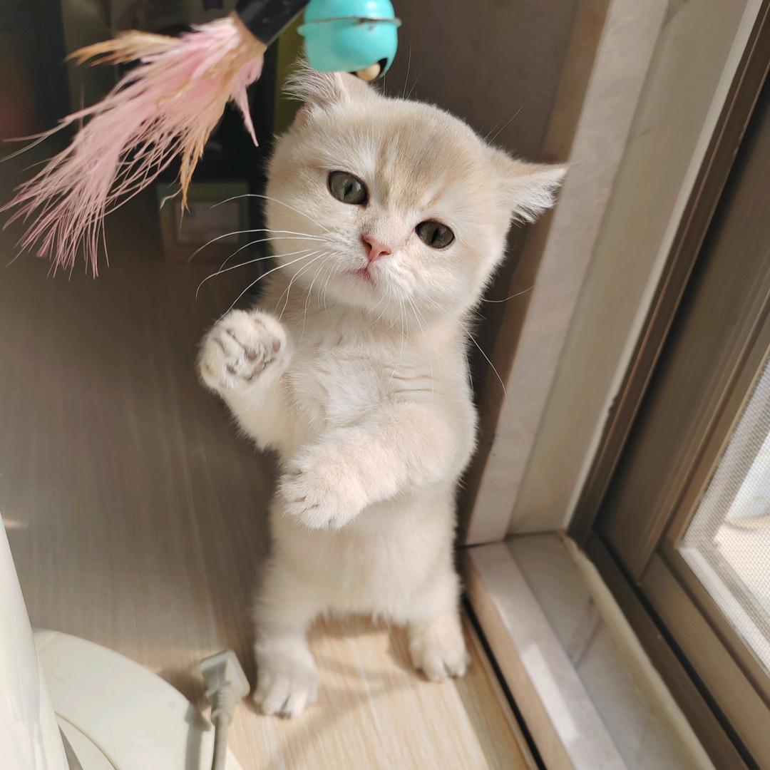 广州肥姨矮脚猫舍