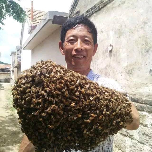 爱好养蜂