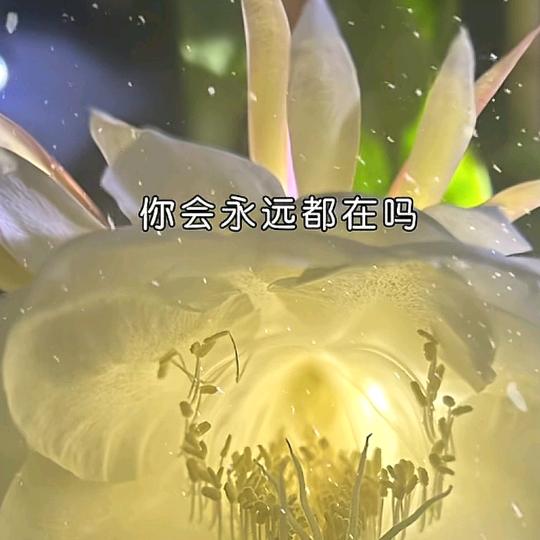 回不去了。😂😂