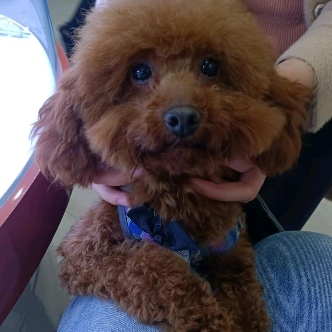 从前有个地瓜🍠