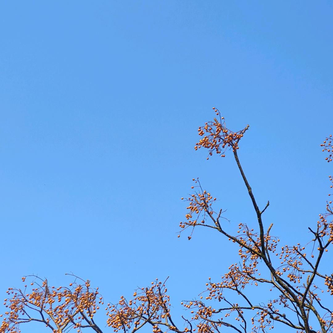 小安楷