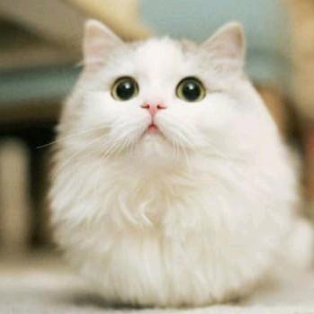旺家猫