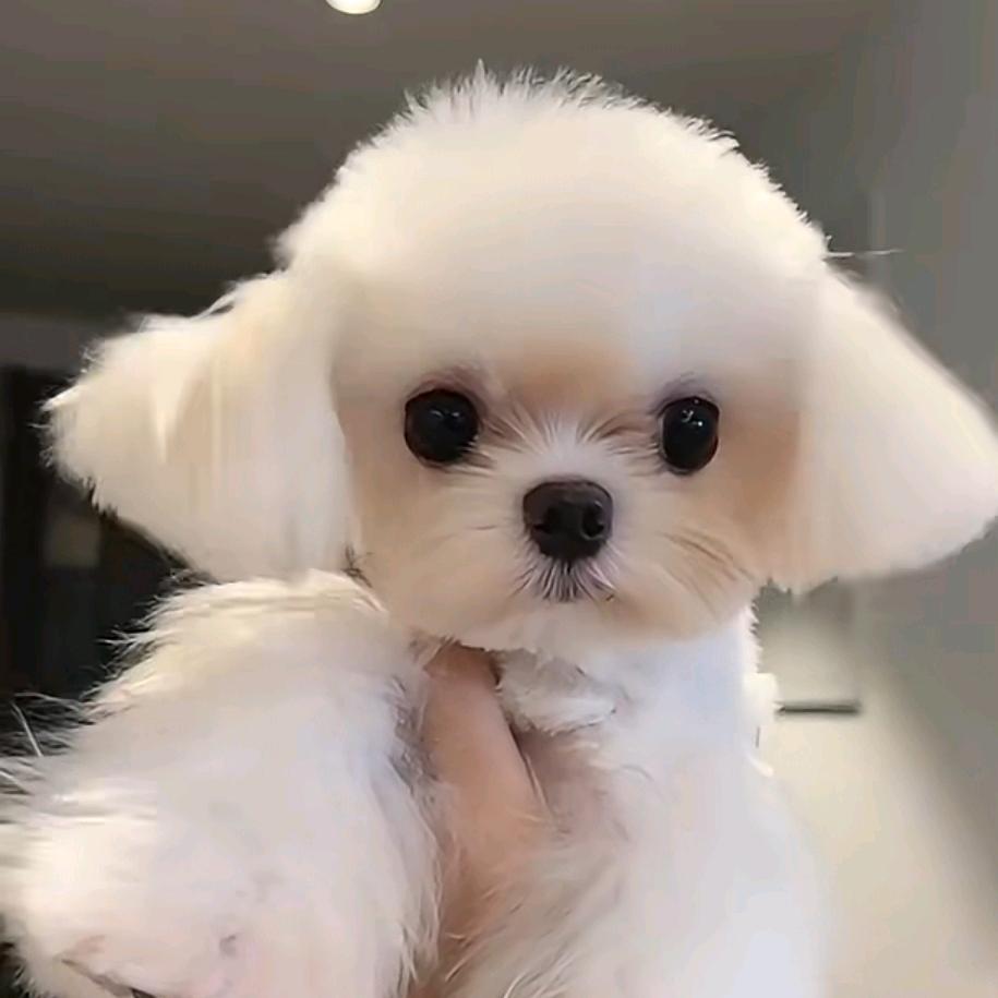 大万小宠