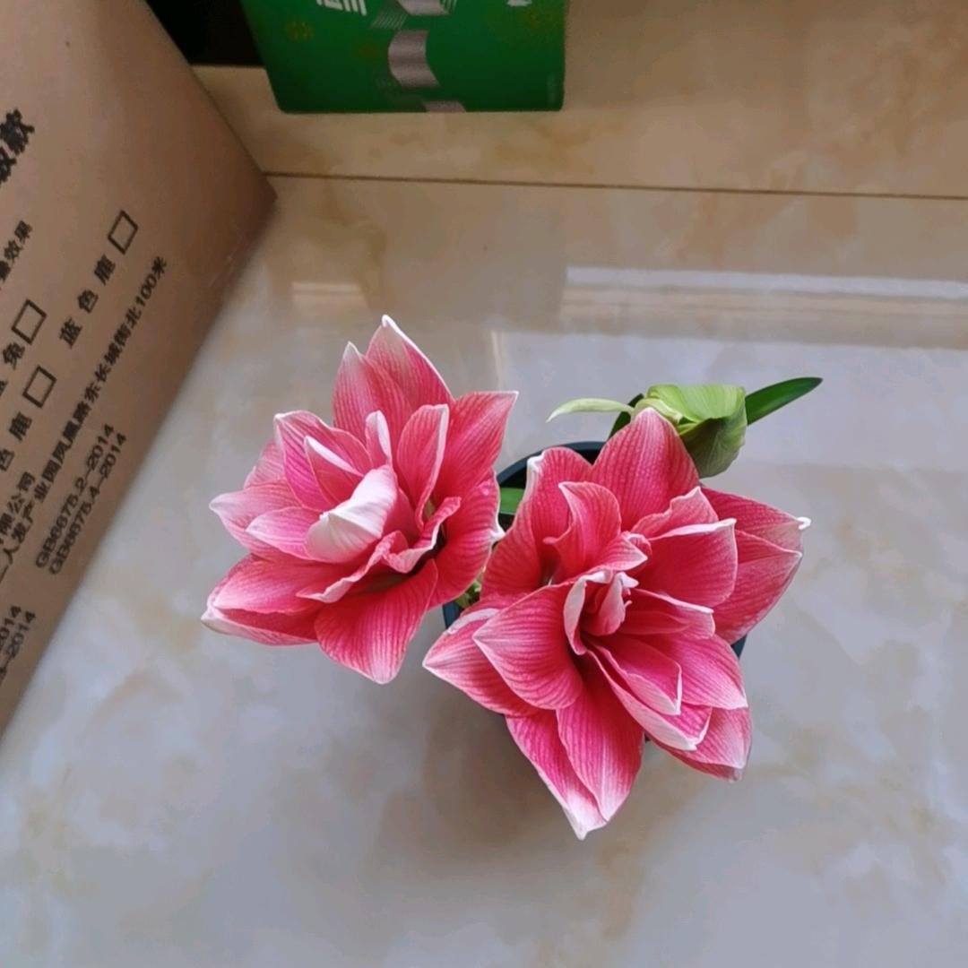 粉红色的花蕊小号