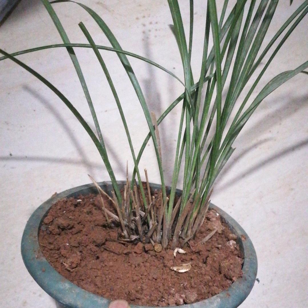 飘泊之俊