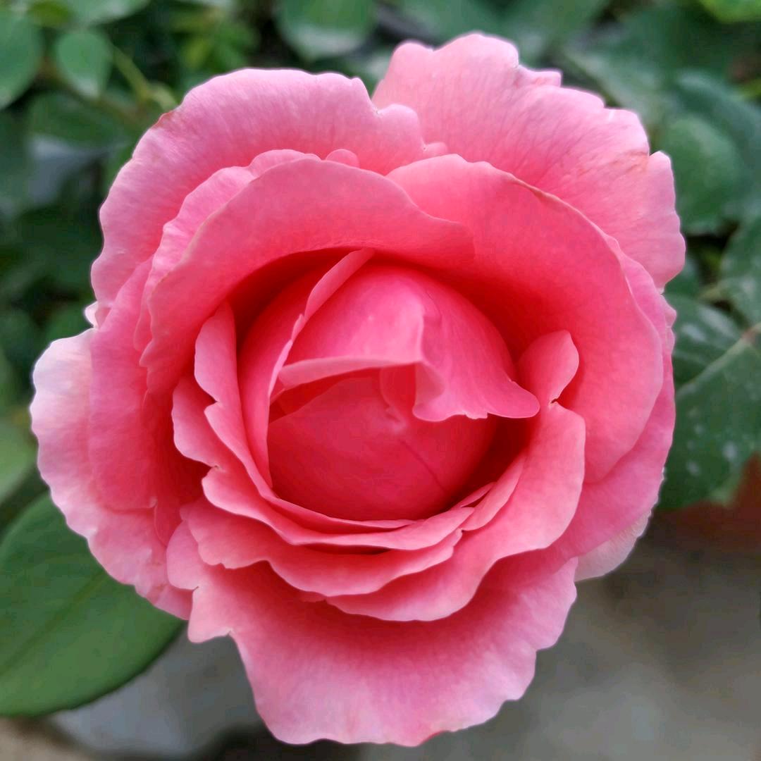 相遇🌺是缘